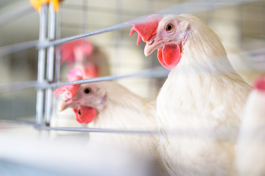 Schutzanzug tragende Tierärzte untersuchen Geflügel in einer ländlichen Umgebung in Großbritannien. Mensch mit Vogelgrippe in Großbritannien