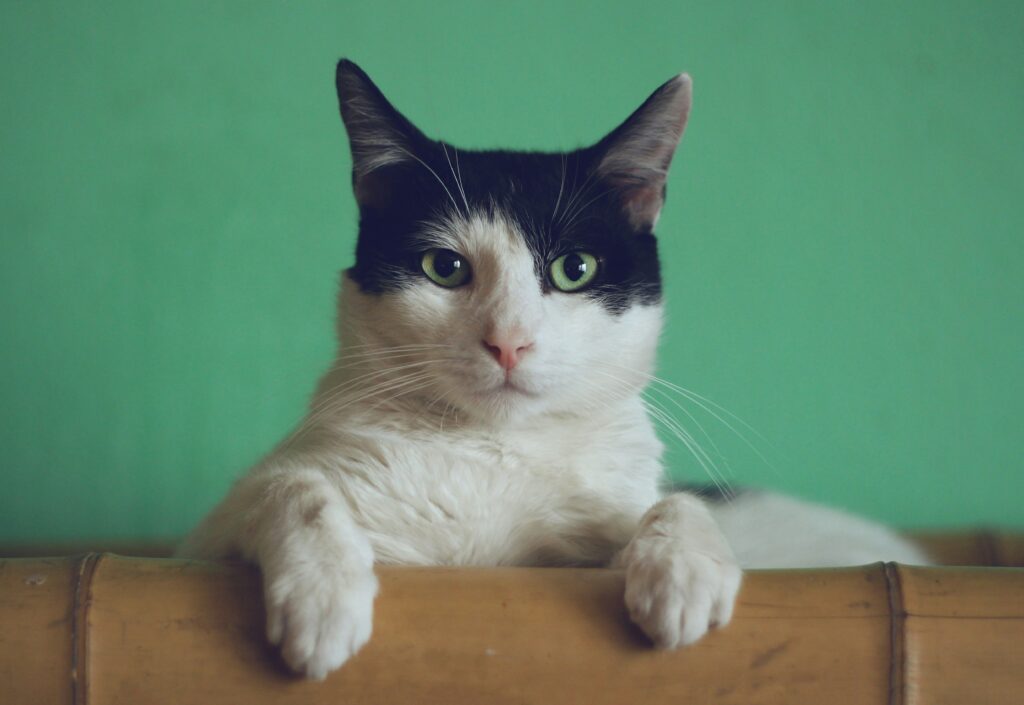 Ein italienischer Radiologe untersucht seine Katze nach einem dramatischen Sturz mithilfe einer Computertomographie.